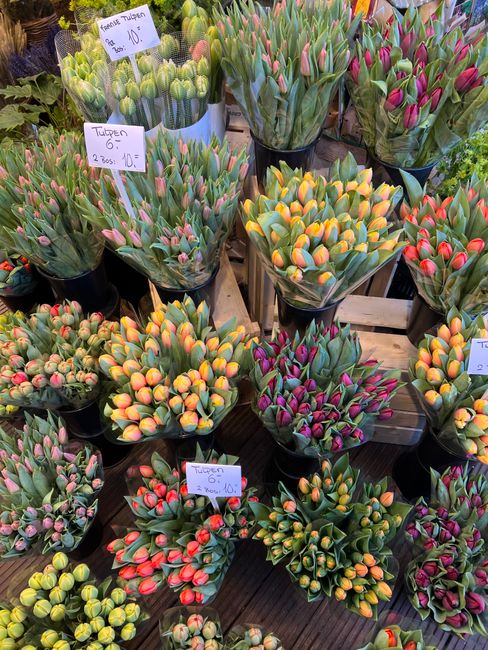 An arrangement of multiple potted tulip plants featuring vibrant, elongated buds in shades of pink, yellow, orange, and red, with lush green leaves. The plants are displayed on a wooden surface, some