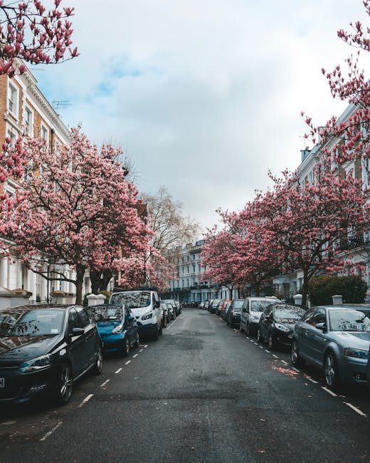 A quiet residential street scene lined with rows of parked cars on both sides. The street is shaded by blooming pink magnolia trees with abundant blossoms, their branches extending over the pavement. 