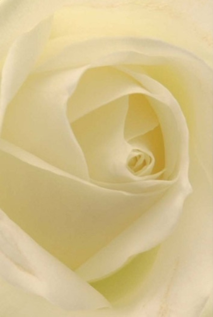 Peering closely into the heart of this classic white rose, one is captivated by the interplay of gentle layering and subtle translucence within each petal. The flower's spiraled core, rendered in silky whites and understated creams, suggests quiet resilience and purity-a living emblem often chosen for thoughtful apologies, elegant weddings, or serene remembrance ceremonies in Pentonville's cherished venues. The diffused light, reminiscent of overcast days along Pentonville Road, accentuates the soft gradations of colour, casting ethereal shadows that deepen the rose's allure and add profound dimensionality. Each petal appears almost illuminated from within, as if suffused by an inner glow. For a local florist, such a bloom embodies both tradition and artistry, seamlessly blending nature's wisdom with skilled human touch. The fragrance, though imagined, feels serenely clean and comforting-a tender veil accompanying moments of heartfelt sentiment. This rose is more than a simple flower; it stands as a testament to the quiet elegance found in careful craftsmanship and the enduring connections nurtured throughout the Pentonville community.